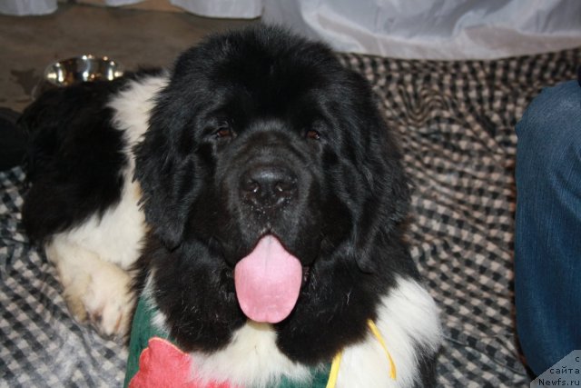 Фото: ньюфаундленд Super Premium Emu Net Ravnyih (Супер Премиум Ему Нет Равных)