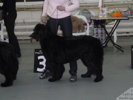 Фото: ньюфаундленд Plyushevaya Panda Reychel (Плюшевая Панда Рейчел)