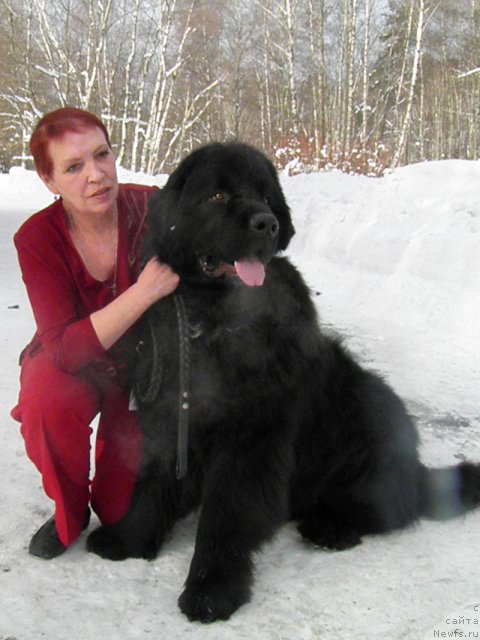 Фото: ньюфаундленд Obama Best (Обама Бест), Lyudmila Prohorova (Людмила Прохорова)