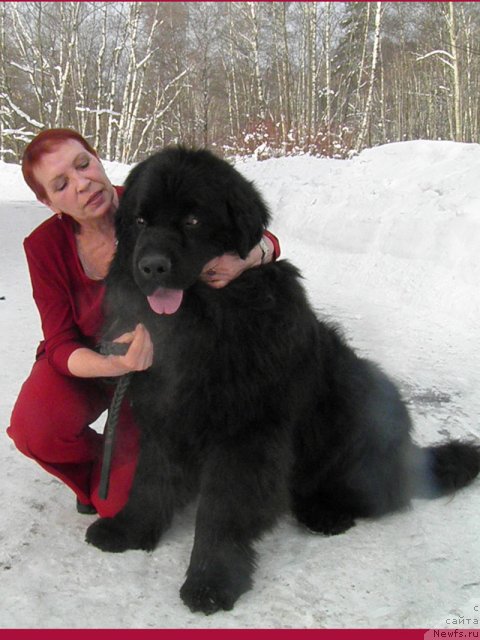 Фото: ньюфаундленд Obama Best (Обама Бест)