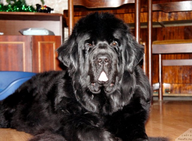 Фото: ньюфаундленд Skippers Only You for Smigar