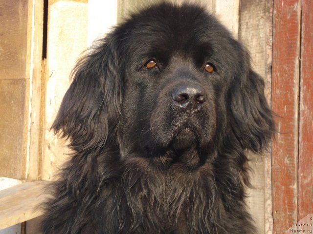 Фото: ньюфаундленд Mag Ispolin Borislava dlya Ol'gi (Маг Исполин Борислава для Ольги)