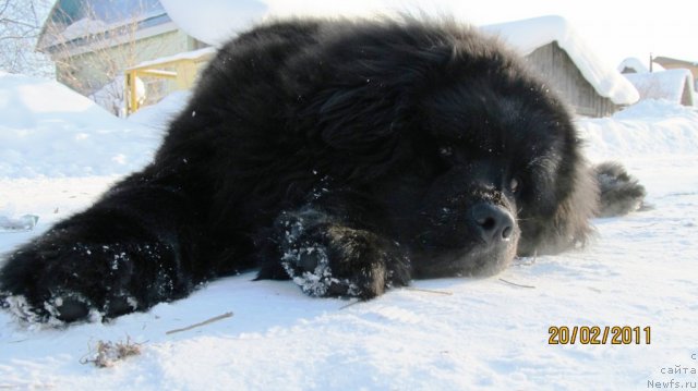 Фото: ньюфаундленд Ih Vyisochestvo Vladlena Madjiks (Их Высочество Владлена Маджикс)