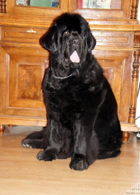 Фото: ньюфаундленд Skippers Only You for Smigar