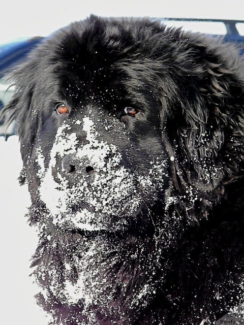 Фото: ньюфаундленд Zvezda Vostoka (Звезда Востока)