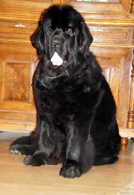 Фото: ньюфаундленд Skippers Only You for Smigar