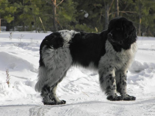 Фотография № 59771