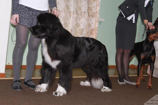 Фото: ньюфаундленд Mag Ispolin Lavina (Маг Исполин Лавина)