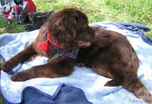 Фото: ньюфаундленд Voyager Midnight Bear