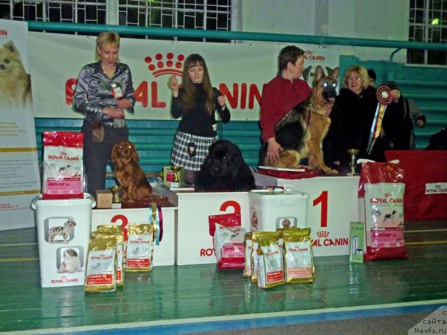 Фото: ньюфаундленд Anabel' Golden Hyot Byel' Kane (Анабель Голден Хёт Бэль Кане)