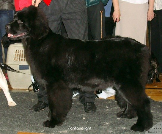 Фото: ньюфаундленд Ih Visochestvo Vilana Blum (Их Высочество Вилана Блум)