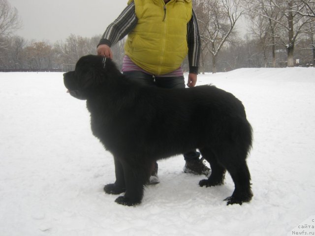 Фото: ньюфаундленд Keeper Soul Esaul (Кипер Соул Есаул)