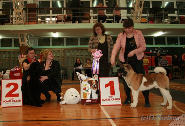 Фото: ньюфаундленд Ih Visochestvo Vilana Blum (Их Высочество Вилана Блум)