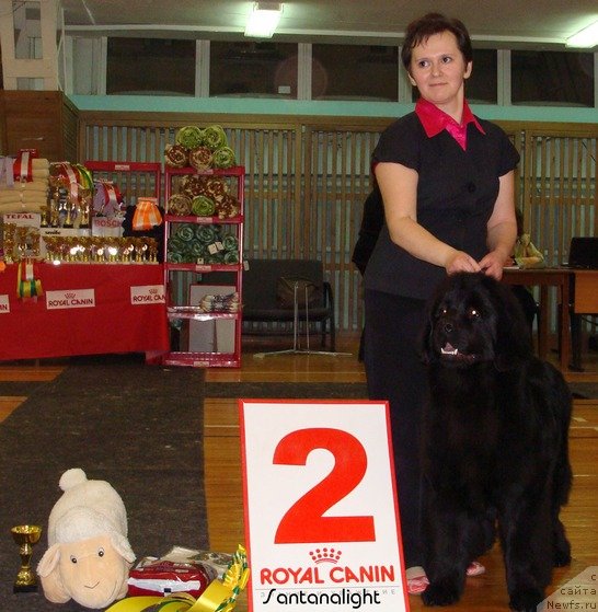 Фото: ньюфаундленд Ih Visochestvo Vilana Blum (Их Высочество Вилана Блум)