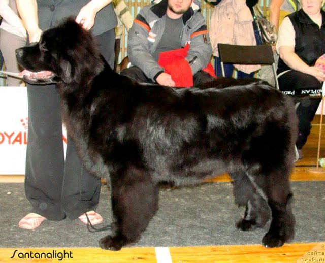 Фото: ньюфаундленд Ih Visochestvo Vilana Blum (Их Высочество Вилана Блум)