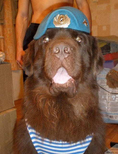 Фото: ньюфаундленд Lesnaja Skazka Korolevskiy Medved (Лесная Сказка Королевский Медведь)