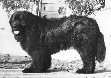 Фото: ньюфаундленд CHangur Tervol'f (Чангур Тервольф)