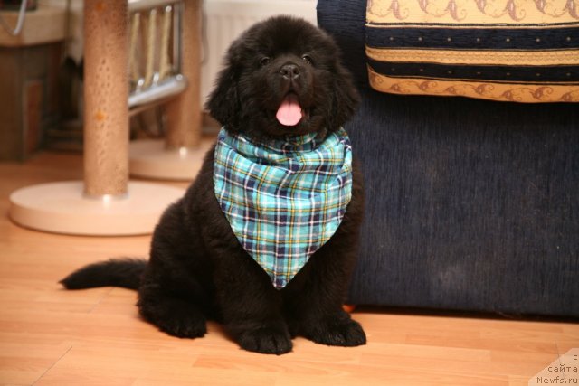 Фото: ньюфаундленд Sent Djons Handsel for Me (Сент Джонс Хендсел фо Ми)