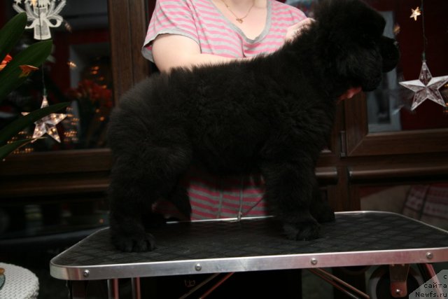 Фото: ньюфаундленд Sent Djons Handsel for Me (Сент Джонс Хендсел фо Ми)