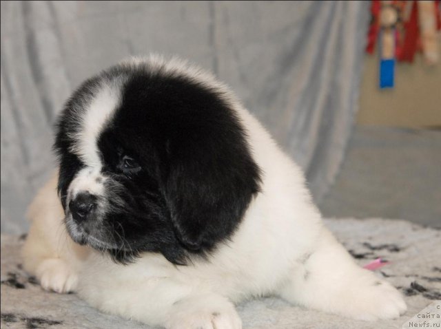 Фотография № 59862