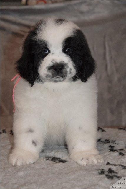 Фото: ньюфаундленд Sent Djons Carevna Lebed (Сент Джонс Царевна Лебедь)