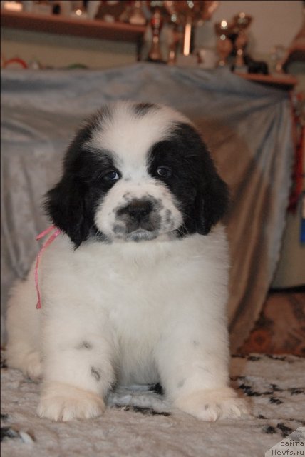 Фото: ньюфаундленд Sent Djons Carevna Lebed (Сент Джонс Царевна Лебедь)