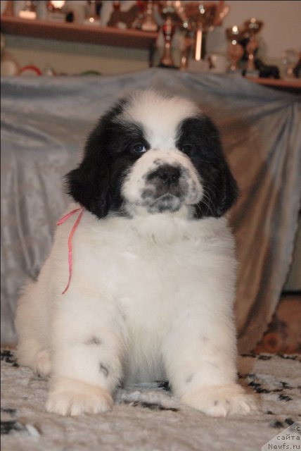 Фото: ньюфаундленд Sent Djons Carevna Lebed (Сент Джонс Царевна Лебедь)