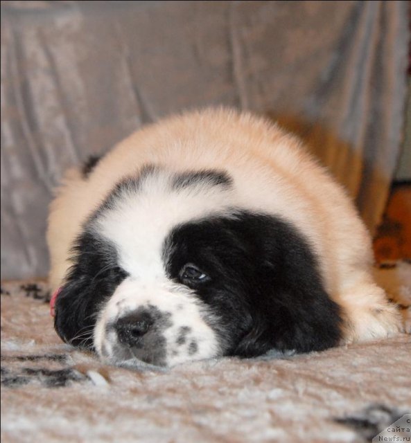 Фото: ньюфаундленд Sent Djons Carevna Lebed (Сент Джонс Царевна Лебедь)