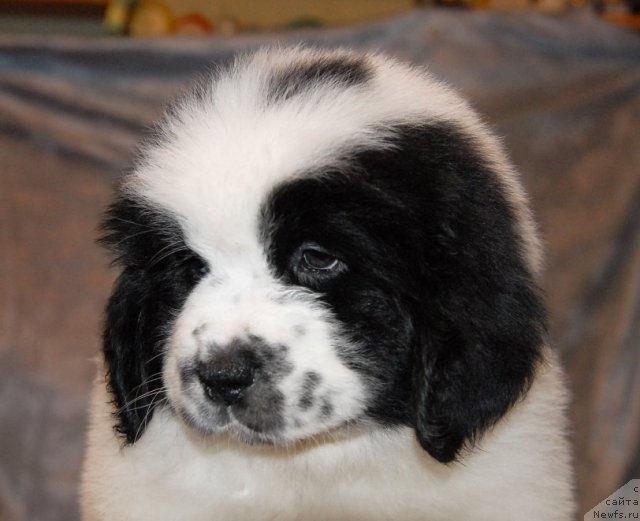 Фото: ньюфаундленд Sent Djons Carevna Lebed (Сент Джонс Царевна Лебедь)