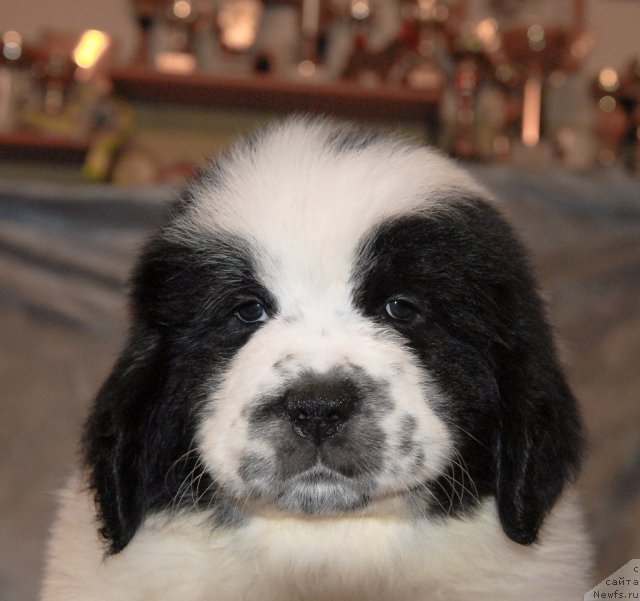 Фото: ньюфаундленд Sent Djons Carevna Lebed (Сент Джонс Царевна Лебедь)