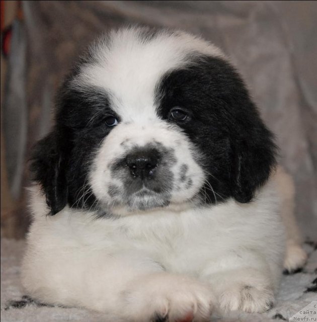 Фото: ньюфаундленд Sent Djons Carevna Lebed (Сент Джонс Царевна Лебедь)