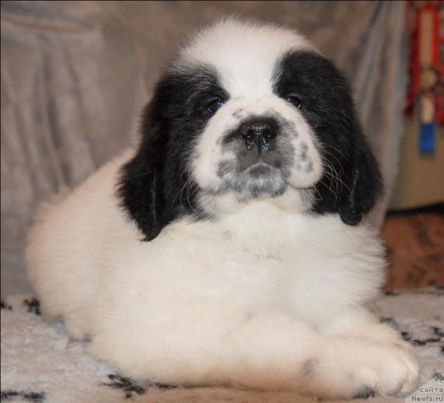 Фото: ньюфаундленд Sent Djons Carevna Lebed (Сент Джонс Царевна Лебедь)