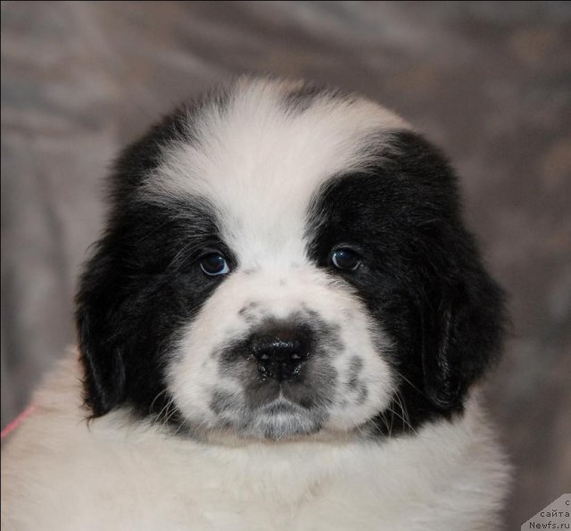 Фото: ньюфаундленд Sent Djons Carevna Lebed (Сент Джонс Царевна Лебедь)