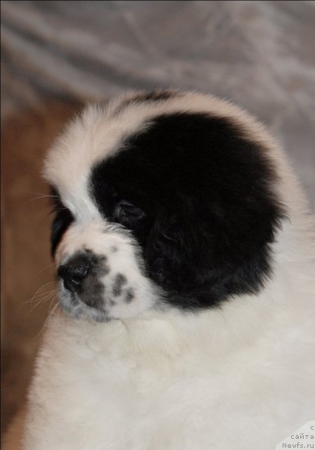 Фото: ньюфаундленд Sent Djons Carevna Lebed (Сент Джонс Царевна Лебедь)