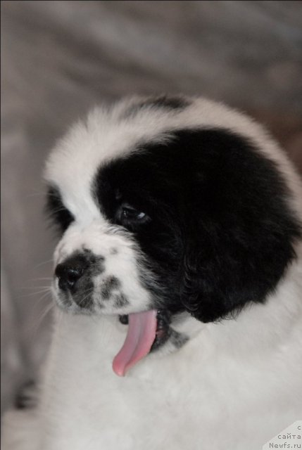 Фото: ньюфаундленд Sent Djons Carevna Lebed (Сент Джонс Царевна Лебедь)