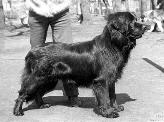 Фото: ньюфаундленд Napu (Напу)