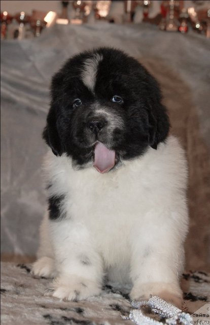 Фотография № 59911