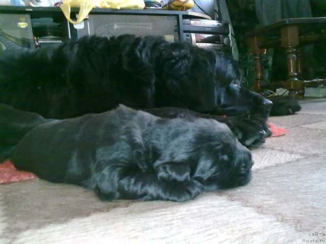Фото: ньюфаундленд Velikiy Medved' Zagadka (Великий Медведь Загадка), и её щенок
