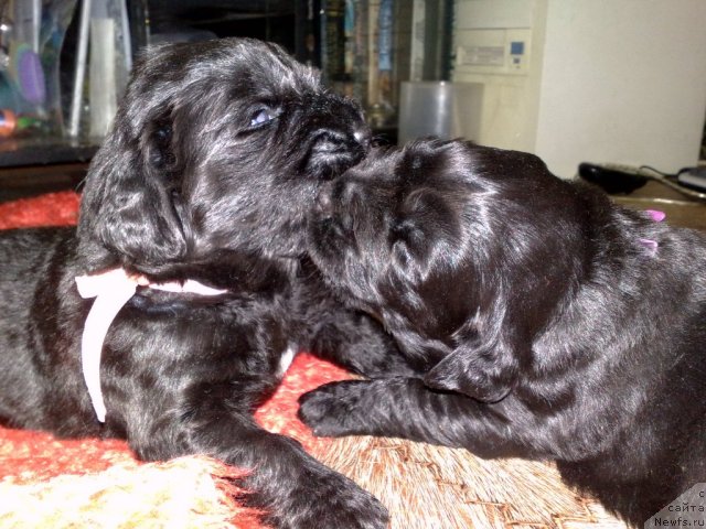 Фото: Щенки, ньюфаундленд Velikiy Medved' Zagadka (Великий Медведь Загадка)