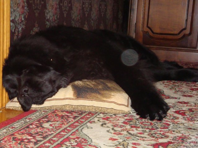 Фото: ньюфаундленд Ih Visochestvo Gloria Airis (Их Высочество Глория Айрис)