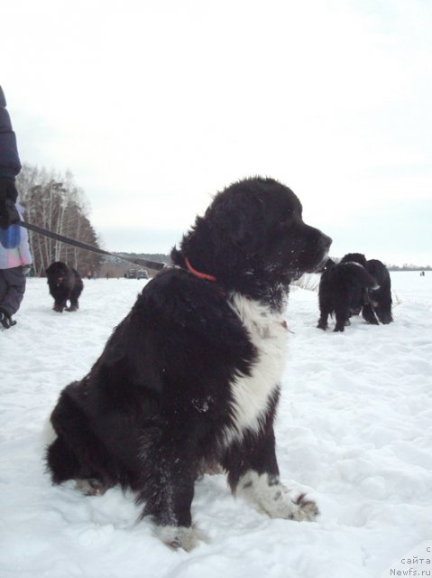 Фотография № 59918