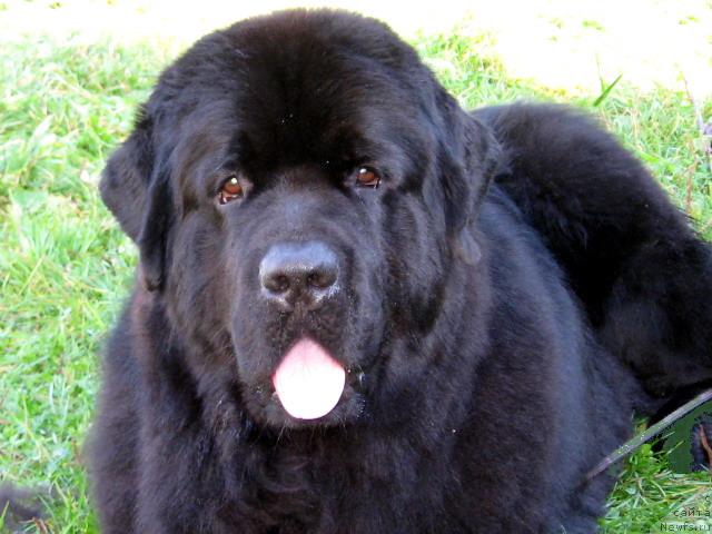 Фото: ньюфаундленд Plushevaya Panda Dionisiy (Плюшевая Панда  Дионисий)