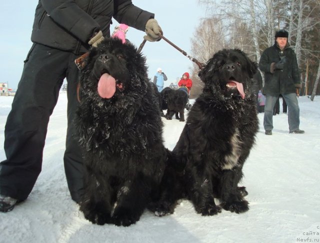 Фото: ньюфаундленд King of Helluland Good Friend, ньюфаундленд Mag Ispolin Lira Lyubvi (Маг Исполин Лира Любви)