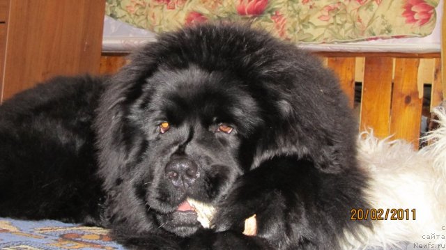 Фото: ньюфаундленд Ih Vyisochestvo Vladlena Madjiks (Их Высочество Владлена Маджикс)