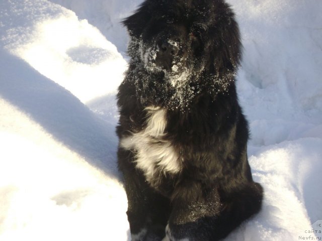 Фото: ньюфаундленд Iz Parija s Lyubov'yu (Из Парижа с Любовью)