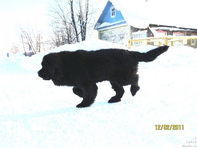 Фото: ньюфаундленд Ih Vyisochestvo Vladlena Madjiks (Их Высочество Владлена Маджикс)