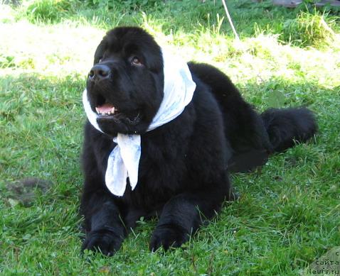 Фото: ньюфаундленд Plushevaya Panda Dionisiy (Плюшевая Панда  Дионисий)