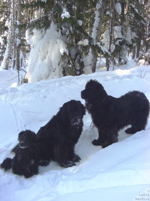 Фото: ньюфаундленд Akin Soul Sofiya (Акин Соул София), ньюфаундленд Lesnaya Skazka Lunnaya Sonata (Лесная Сказка Лунная Соната)