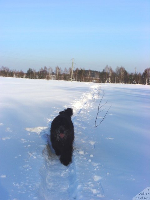 Фото: ньюфаундленд Baryishnya (Барышня)