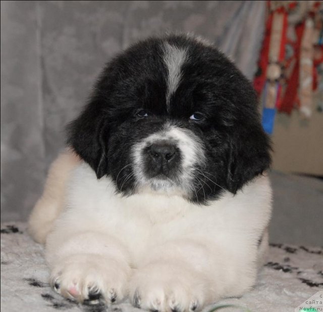 Фотография № 59983